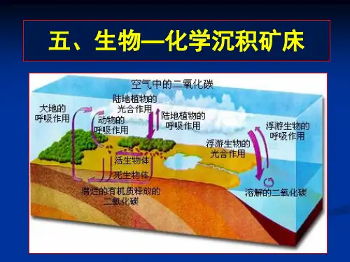 第10章-5-生物化学沉积