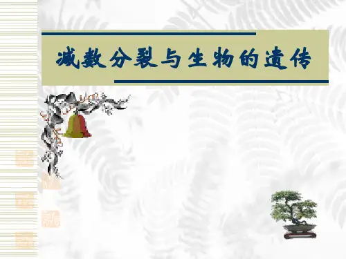 减数分裂与孟德尔的遗传定律