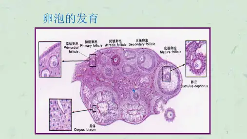 卵泡的发育课件