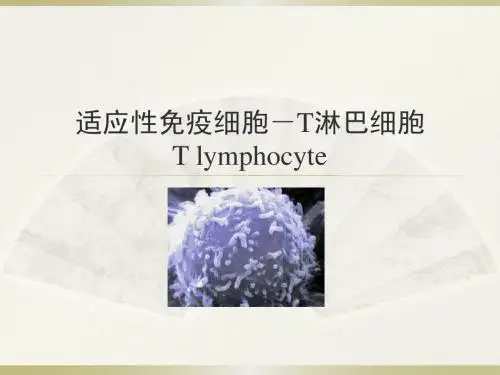 适应性免疫细胞-T细胞