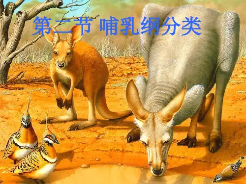 哺乳纲的分类