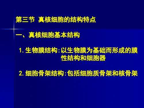 真核细胞的结构特点