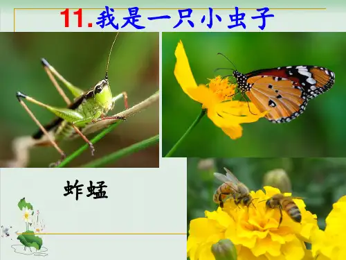 《我是一只小虫子》ppt完美版1