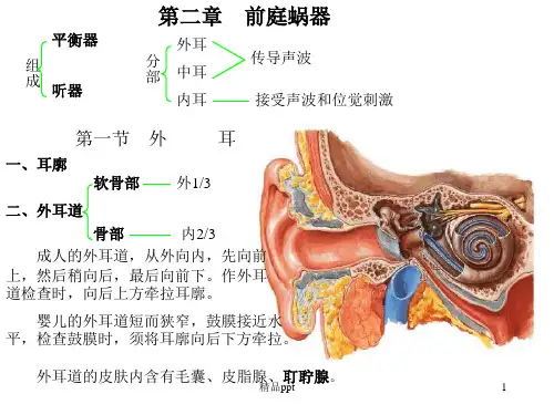 耳部解剖示意图PPT课件