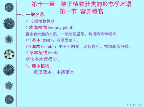 被子植物分类的形态学术语