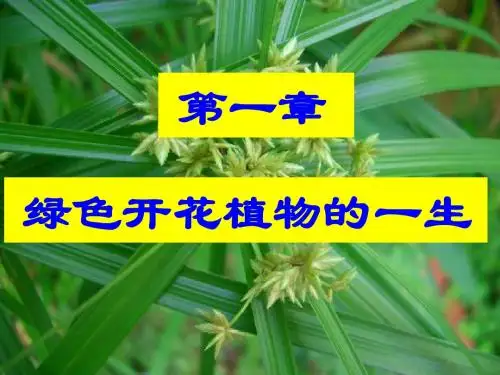 八年级生物上册 第四单元 第一章 绿色开花植物的一生复习课件 (新版)济南版