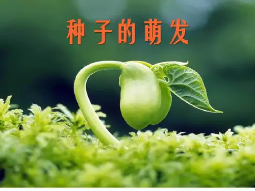 种子的萌发精品PPT课件