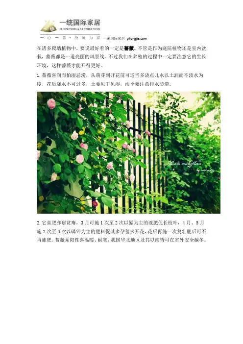爬墙植物蔷薇的种植方法