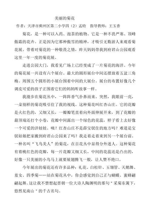 美丽的菊花