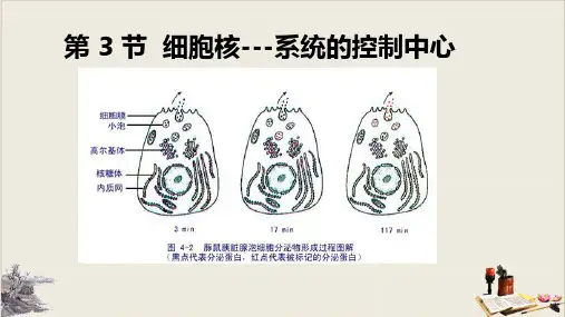 细胞核的结构与功能【优秀课件】