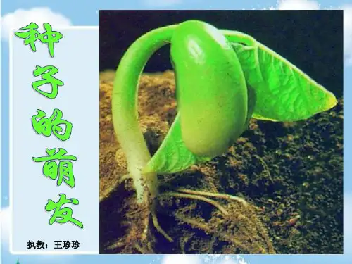 教科版四年级科学下册种子的萌发ppt