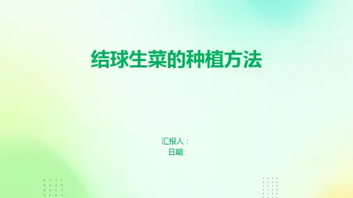 结球生菜的种植方法