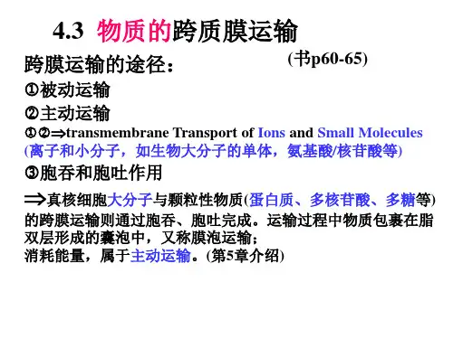 04 第4章 细胞质膜与跨膜运输2(1)