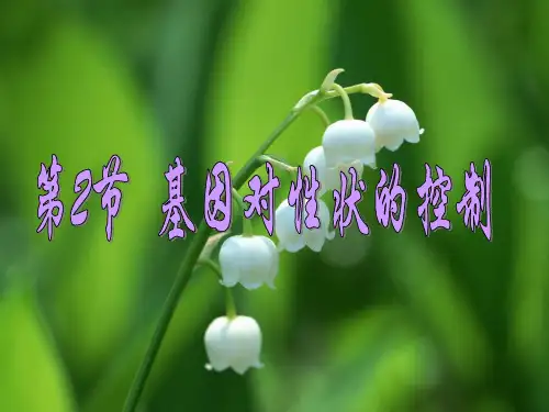 基因对性状的控制演示教学