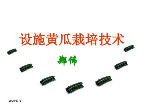 设施黄瓜栽培技术-郑伟