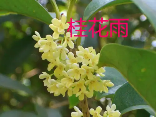 7桂花雨ppt