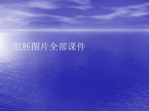 组胚图片全部PPT讲稿