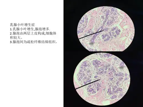 细胞 ppt课件