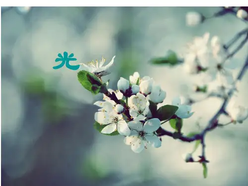 光合作用的全的过程