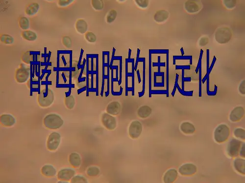 酵母细胞的固定化(公开课)