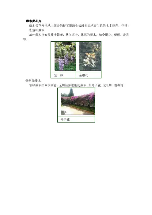 藤木类花卉