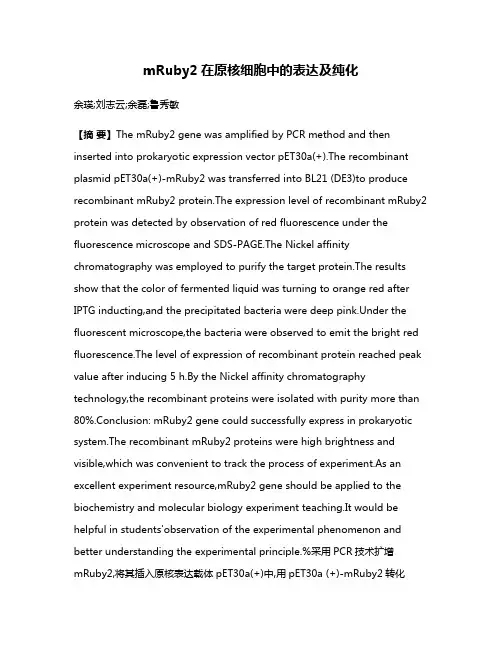 mRuby2在原核细胞中的表达及纯化
