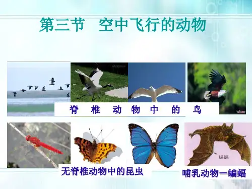 空中飞行的动物课件PPT资料30页