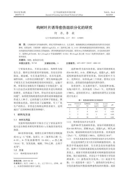 构树叶片诱导愈伤组织分化的研究
