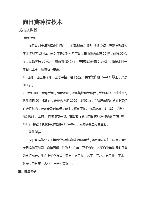 向日葵种植技术