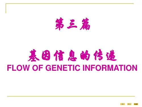 真核基因与基因组