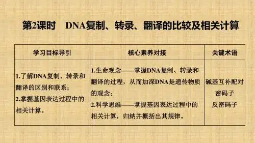 新课改地区高中生物第4章基因的表达第1节第2课时DNA复制转录翻译的比较及相关计算名师课件新人教版必修