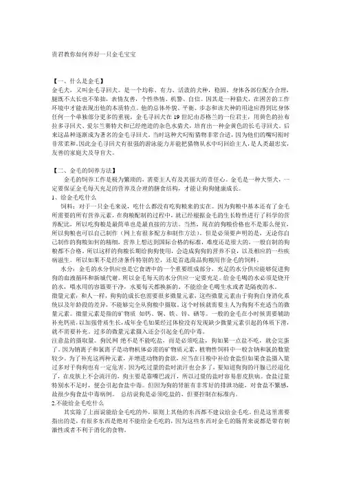 教你如何养好一条金毛犬