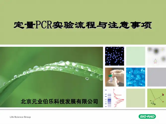 定量PCR的实验流程及注意事项
