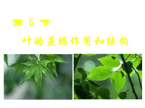 叶的蒸腾作用和结构