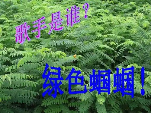 绿色蝈蝈ppt课件
