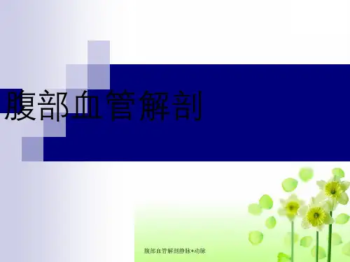 腹部血管解剖静脉+动脉