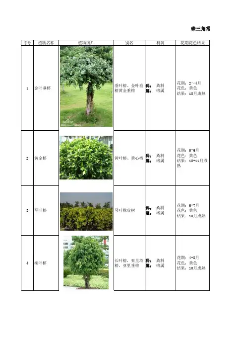 常见园林植物——观叶灌木