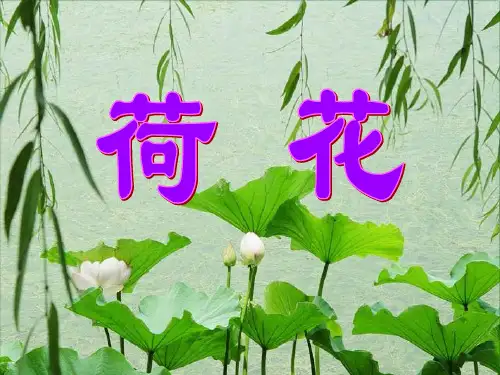 荷花