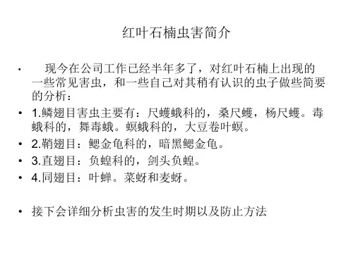 红叶石楠常见虫害解答