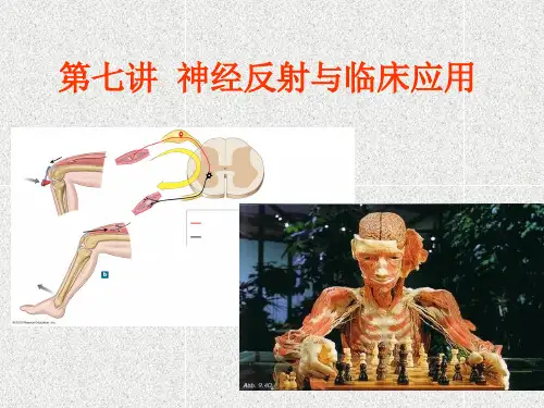 七 神经反射与临床应用