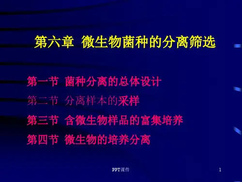 菌种分离筛选  ppt课件