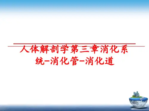 最新人体解剖学第三章消化系统-消化管-消化道