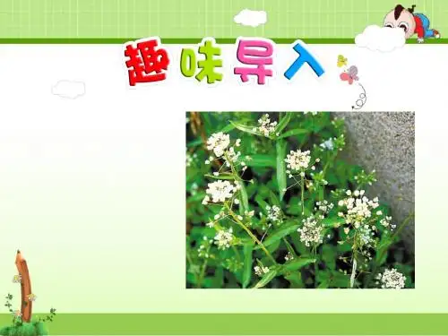 教科版语文四年级上册课件:4.没有一种草不会开花【第1课时】