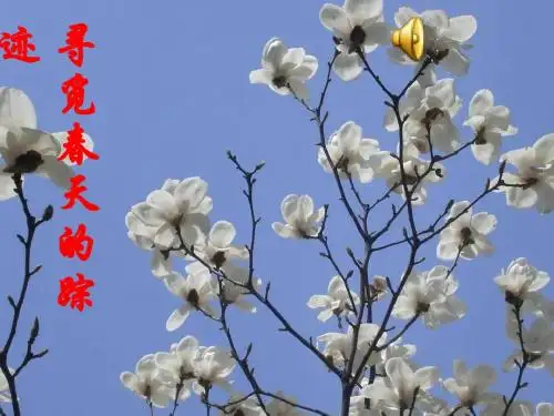 八年级语文综合性学习__寻觅春天的足迹