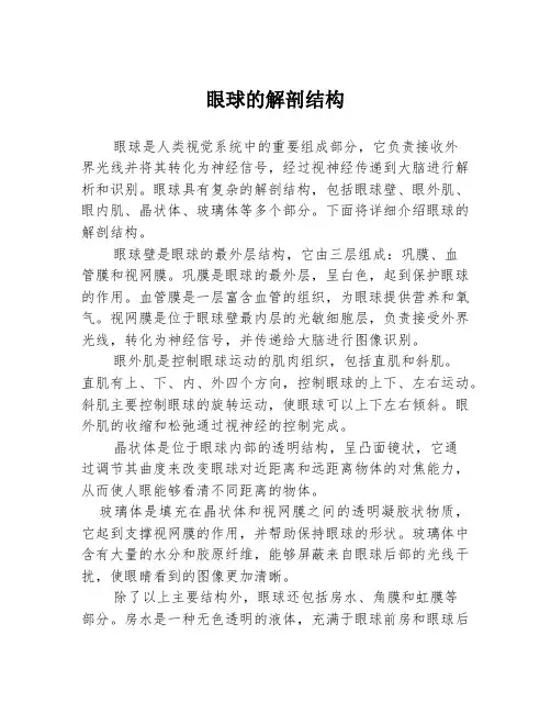 眼球的解剖结构