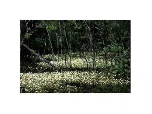 (33) 枫叶