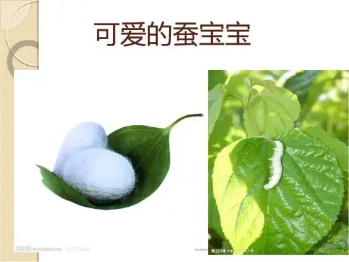 蚕宝宝的一生