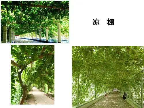 《葡萄沟》