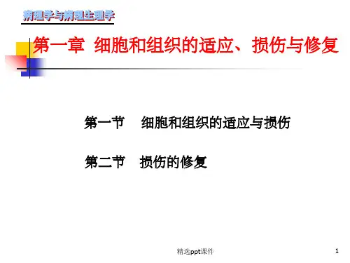 【学习课件】第一章细胞和组织的适应、损伤与修复