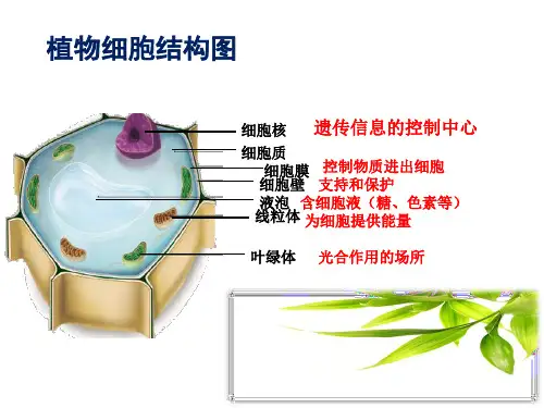 新人教版七年级上册生物第二单元第一章 第三节《动物细胞》(共23张PPT)